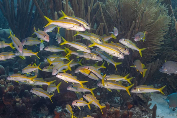 Karibische Korallenriffe Gelbschwanzschnapper Ocyurus Chrysurus — Stockfoto