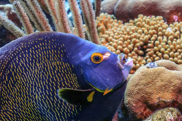 ボネール島沖のカリブ海のサンゴ礁 — ストック写真