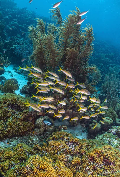 Karaibska Rafa Koralowa Żółtoogonowa Ocyurus Chrysurus — Zdjęcie stockowe