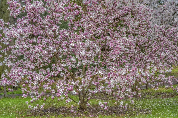 Primavera Central Park Nova York Com Cerejeiras Dia Nublado — Fotografia de Stock