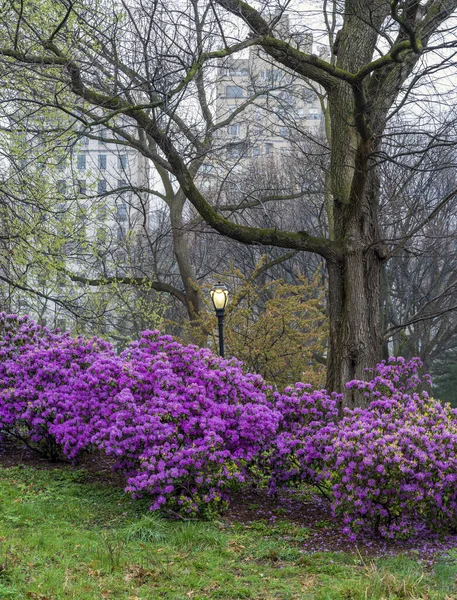 Primavera Central Park Nova York Com Cerejeiras Dia Nublado — Fotografia de Stock