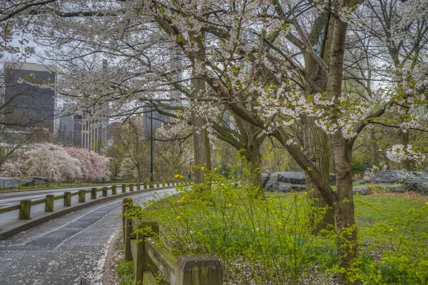 Primavera Central Park Nueva York Con Cerezos Día Nublado — Foto de Stock