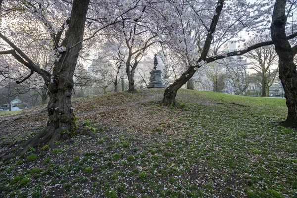 Primavera Central Park Nova York Com Cerejeiras Dia Nublado — Fotografia de Stock