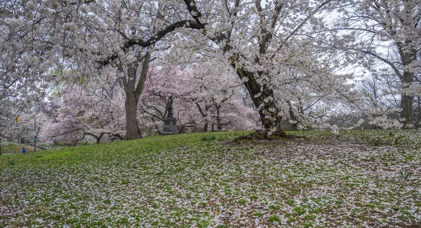 Primavera Central Park New York Con Ciliegi Nelle Giornate Nuvolose — Foto Stock