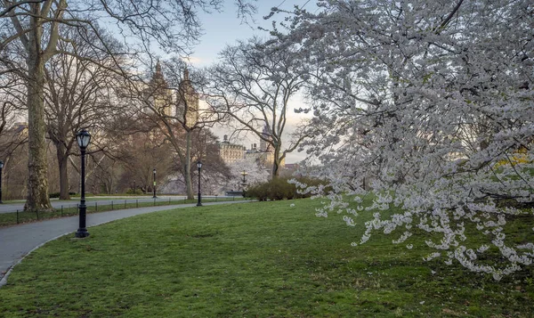 Lente Central Park New York City Met Kersenbomen Bewolkte Dag — Stockfoto