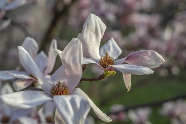 Árbol Magnolia Primavera — Foto de Stock