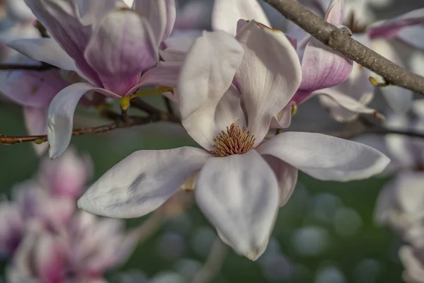 Wiosną Drzewo Magnolii — Zdjęcie stockowe