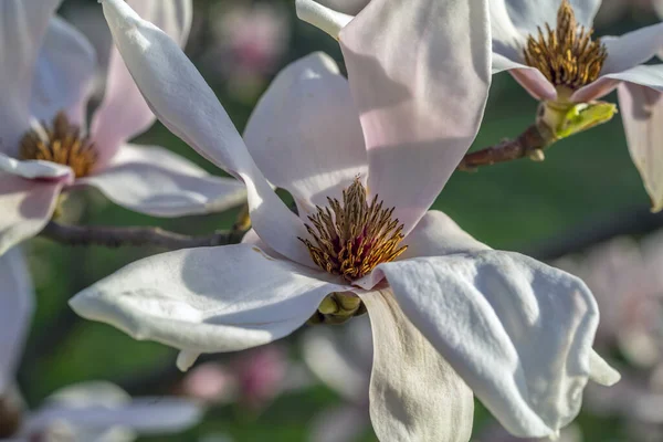 Wiosną Drzewo Magnolii — Zdjęcie stockowe