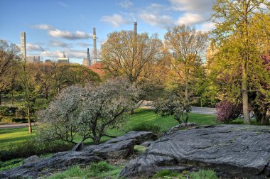 Central Park 'ta bahar, New York' ta sabahın erken saatlerinde kiraz ağaçları...