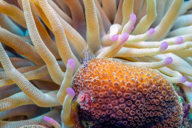 Bonaire adasının kıyısındaki Karayip mercan resifleri