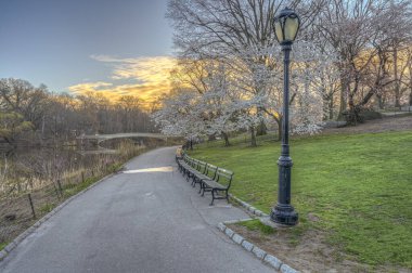 Central Park 'ta bahar, New York' ta sabahın erken saatlerinde kiraz ağaçları...