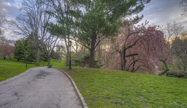 Primavera Central Park Nova York Com Cerejeiras Início Manhã — Fotografia de Stock