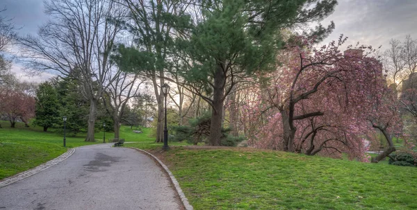 Printemps Central Park New York Avec Cerisiers Tôt Matin — Photo