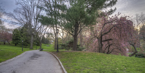 Spring in Central Park, New York City with cherry trees early in the morning