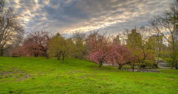 朝早く桜の木があるニューヨーク市中央公園の春 — ストック写真