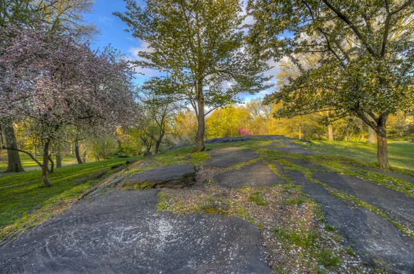 Våren Central Park New York City Med Körsbärsträd Tidigt Morgonen — Stockfoto