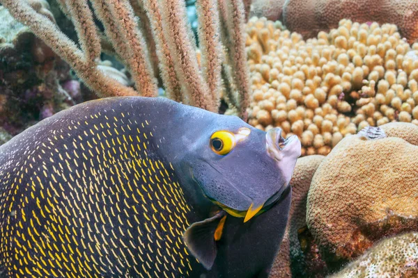 ボネール島沖のカリブ海のサンゴ礁 — ストック写真