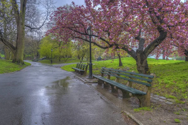 Printemps Central Park New York Avec Cerisiers Tôt Matin — Photo