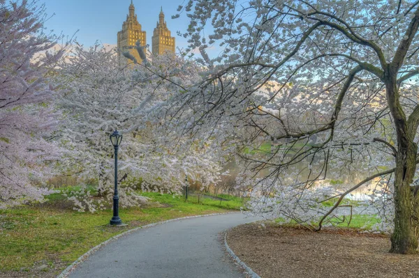 Весна Центральном Парке Нью Йорка Вишневыми Деревьями Рано Утром — стоковое фото