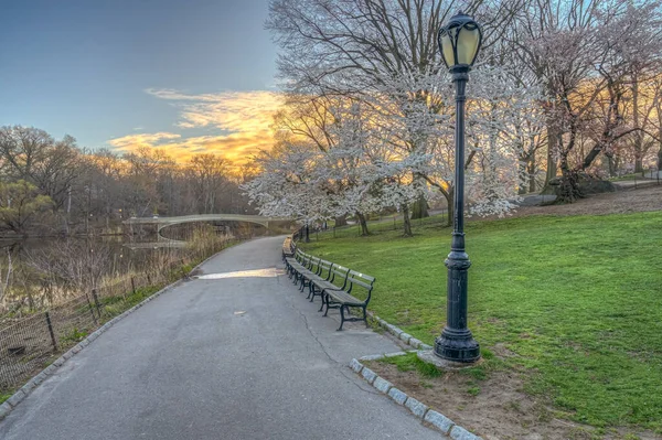 Tavasz Central Parkban New York City Ben Cseresznyefákkal Kora Reggel — Stock Fotó
