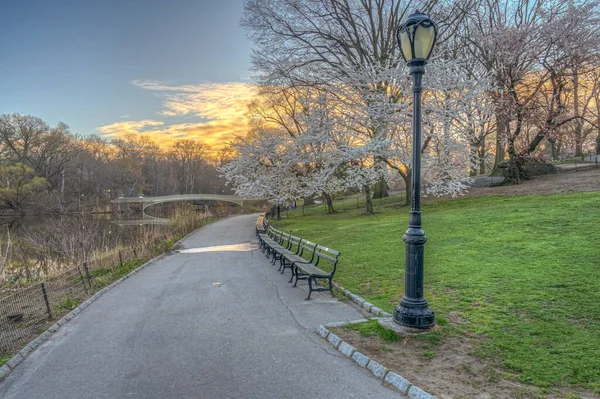 Primavera Central Park Nueva York Con Cerezos Temprano Mañana — Foto de Stock