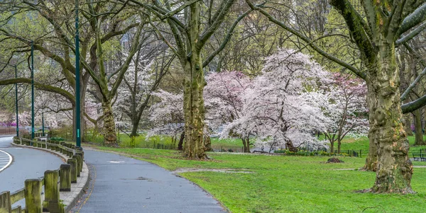 朝早く桜の木があるニューヨーク市中央公園の春 — ストック写真