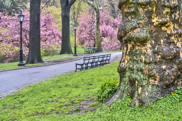 Printemps Central Park New York Avec Cerisiers Tôt Matin — Photo