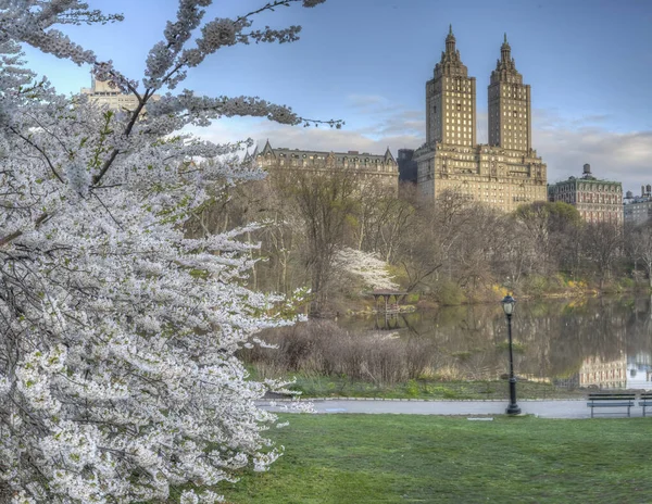 Весна Центральном Парке Нью Йорка Вишневыми Деревьями Рано Утром — стоковое фото