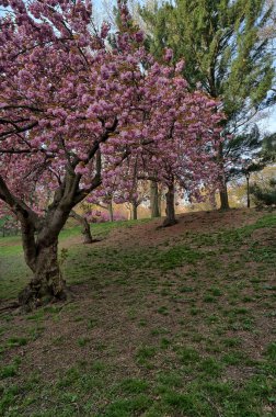 Baharda Central Park 'ta, New York' ta ilkbaharın başlarında Japon kiraz ağaçları ile