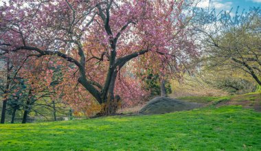 Baharda Central Park 'ta, New York' ta ilkbaharın başlarında Japon kiraz ağaçları ile