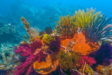Güney Pasifik 'teki mercan resifi Kuzey Sulawesi Endonezya 