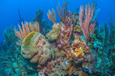Karayipler 'deki Bonaire adasının kıyısındaki Karayip mercan resifi.
