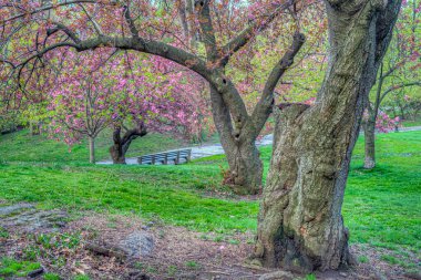 Central Park 'ta bahar, New York