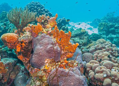 Karayipler 'deki Bonaire adasının kıyısındaki Karayip mercan resifi.