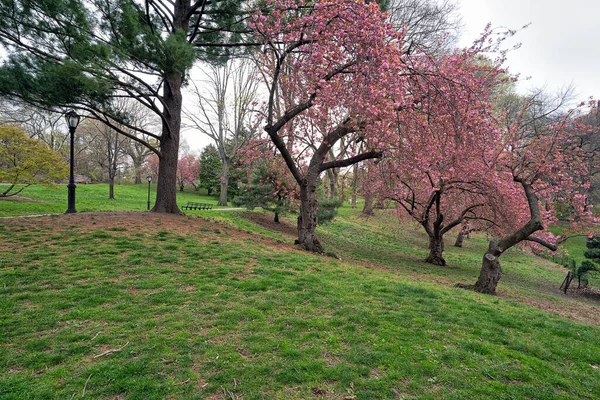 Wiosna Central Parku Nowy Jork Wczesną Wiosną Japońskimi Wiśniami — Zdjęcie stockowe