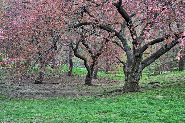 Primavera Central Park Nueva York Principios Primavera Con Cerezos Japoneses — Foto de Stock