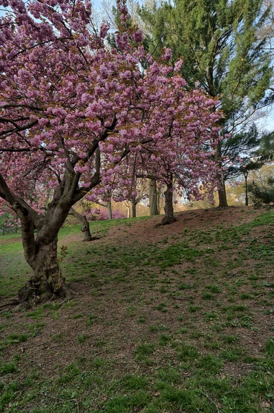 Printemps Central Park New York Début Printemps Avec Des Cerisiers — Photo