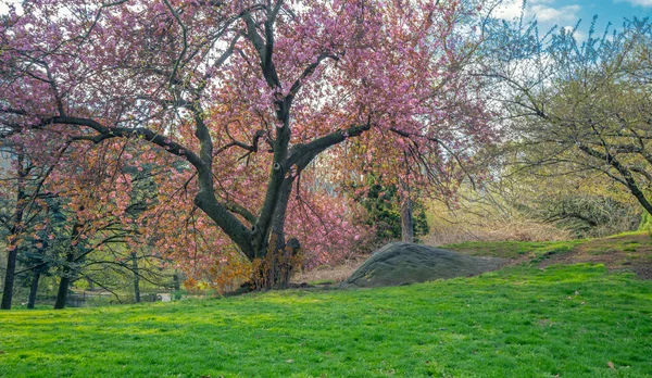 Baharda Central Park New York Ilkbaharın Başlarında Japon Kiraz Ağaçları — Stok fotoğraf