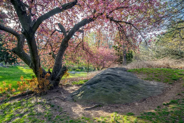 Printemps Central Park New York Début Printemps Avec Des Cerisiers — Photo