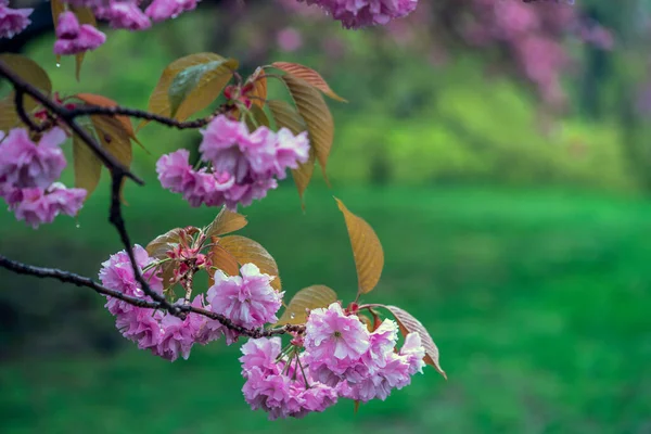 Spring Central Park New York City Early Spring Japanese Cherry — Stock Photo, Image