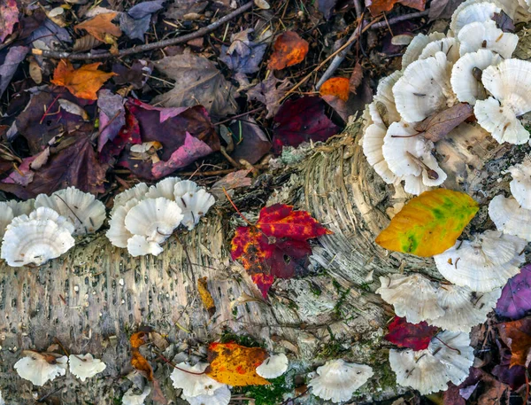 Ormanda Sonbahar Yaprakları — Stok fotoğraf