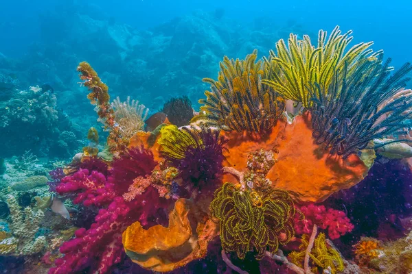Arrecife Coral Pacífico Sur Sulawesi Norte Indonesia —  Fotos de Stock