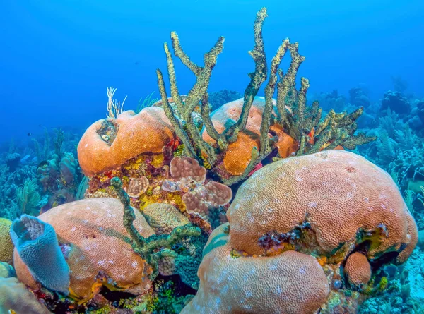 Barriera Corallina Caraibica Largo Della Costa Dell Isola Bonaire Nei — Foto Stock