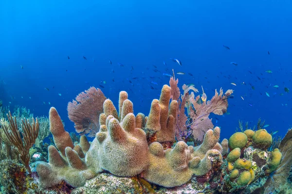 Arrecife Coral Caribeño Frente Costa Isla Bonaire Caribe — Foto de Stock