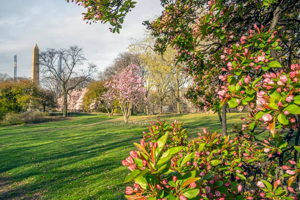 Frühling Central Park New York City Durch Kleopatras Nadel — Stockfoto