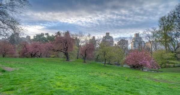 Baharda Central Park New York Ilkbaharın Başlarında Japon Kiraz Ağaçları — Stok fotoğraf