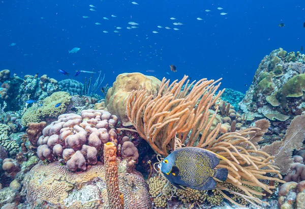 Barriera Corallina Caraibica Largo Della Costa Dell Isola Bonaire Nei — Foto Stock