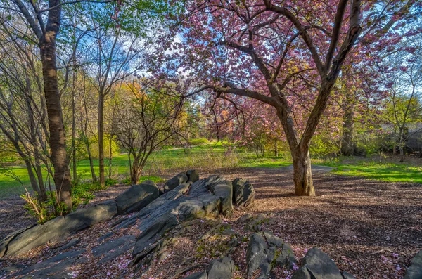 Tavasz New York Central Parkban Kora Tavasszal Japán Cseresznyefákkal — Stock Fotó