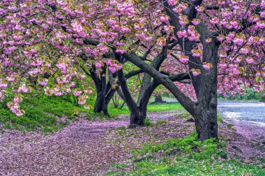 Central Park 'ta bahar, New York' ta Japon kiraz ağaçları arasında