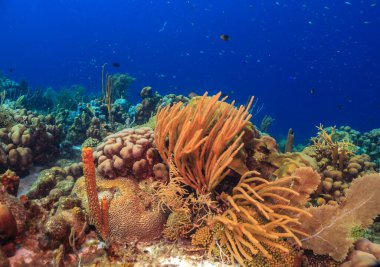 Bonaire adasının kıyısındaki Karayip mercan resifleri